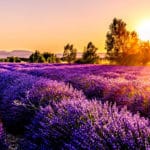 Provence in the Spring